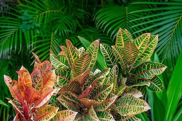 Palm fronds and Croton plants